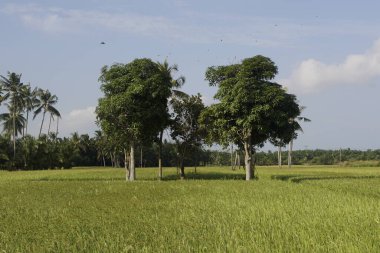 Sungai Mati, Muar, Johor 'daki çeltik tarlasının manzarası.