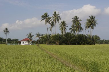 Sungai Mati, Muar, Johor 'daki çeltik tarlasında hindistan cevizi ağaçları