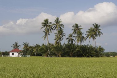 Sungai Mati, Muar, Johor 'daki çeltik tarlasında hindistan cevizi ağaçları