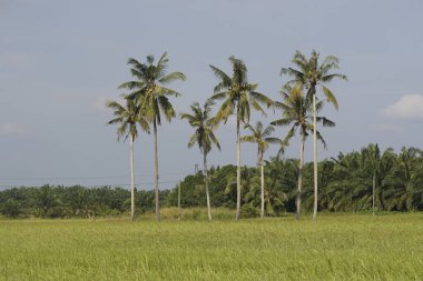 Sungai Mati, Muar, Johor 'daki çeltik tarlasında hindistan cevizi ağaçları