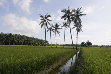 Hindistan cevizi palmiyeleri çeltik tarlasında, Sungai Mati, Muar, Johor, Malezya