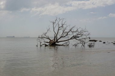Sahilde ölü bir ağaç.