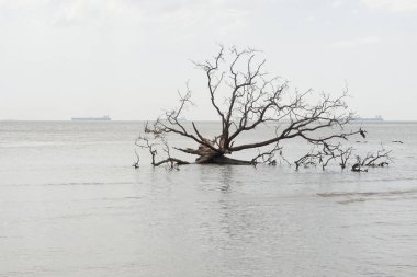 Sahilde ölü bir ağaç.
