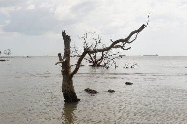 Sahilde ölü bir ağaç.