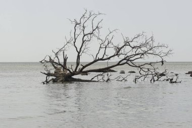 Sahilde ölü bir ağaç. 