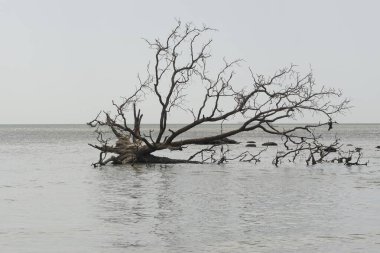 Sahilde ölü bir ağaç. 