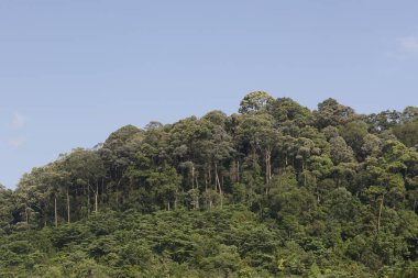 Tepenin ve ormanın üzerinde mavi gökyüzünün