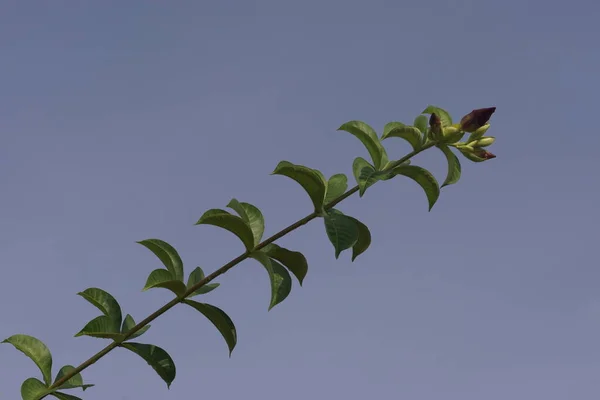 Peach Allamanda Flowers Blue Sky — Stock Photo, Image