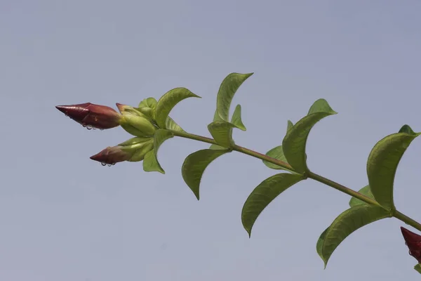 Peach Allamanda Flowers Blue Sky — Stock Photo, Image