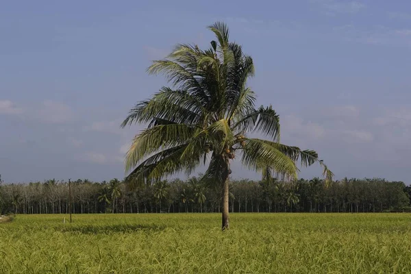 Кокосовые Пальмы Рисовом Поле Расположенном Адресу Sungai Mati Muar Johor — стоковое фото