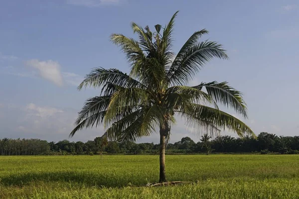 Kokosnoot Palmbomen Het Rijstveld Gelegen Bij Sungai Mati Muar Johor — Stockfoto
