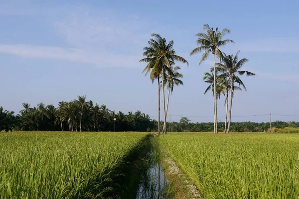 Kokosnoot Palmbomen Het Rijstveld Gelegen Bij Sungai Mati Muar Johor — Stockfoto