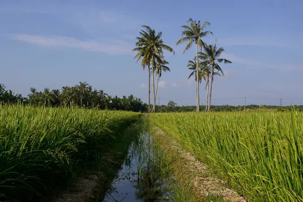 Cocoteros Arrozal Situado Sungai Mati Muar Johor Malasia — Foto de Stock