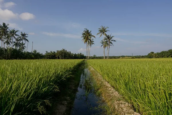 Kokospalmen Auf Einem Reisfeld Sungai Mati Muar Johor Malaysia — Stockfoto
