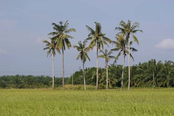 Kokosbomen Het Rijstveld Bij Sungai Mati Muar Johor Maleisië — Stockfoto