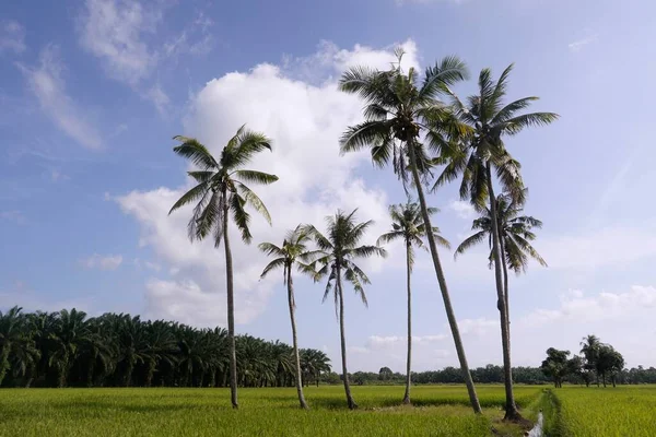 位于马来西亚柔佛Muar Sungai Mati稻田的椰子树 — 图库照片