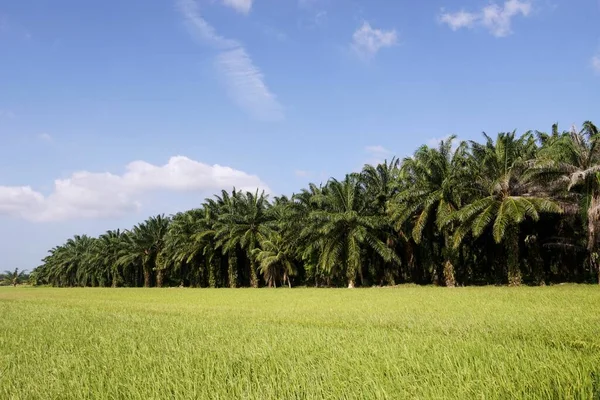 palm oil trees at paddy field over blue sky