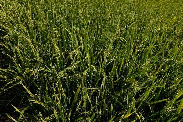 黄色和绿色稻谷植物的特写 — 图库照片