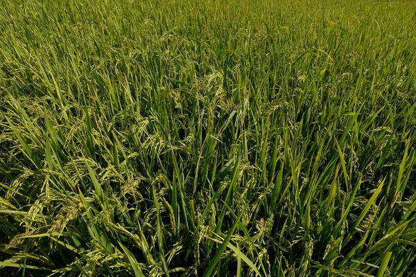 黄色和绿色稻谷植物的特写 — 图库照片