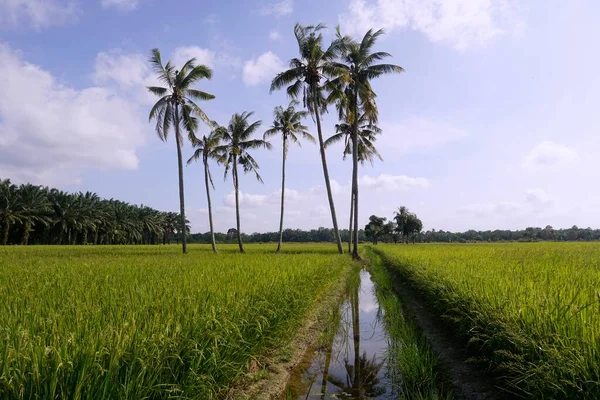 Kokospalmer Vid Paddy Field Beläget Vid Sungai Mati Muar Johor — Stockfoto