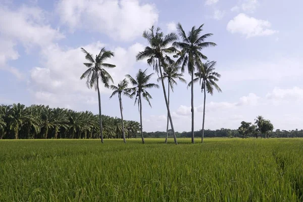 Kokospalmer Vid Paddy Field Beläget Vid Sungai Mati Muar Johor — Stockfoto