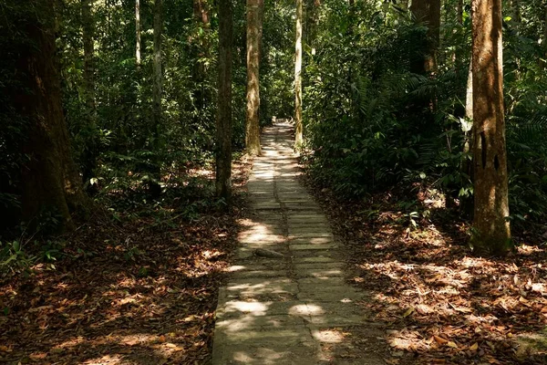 Ayer Keroh Eğlence Ormanı Melaka Malezya Bir Patika — Stok fotoğraf
