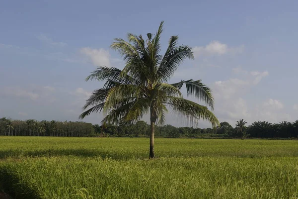 Kokosnötsträd Vid Paddyfältet Vid Sungai Mati Muar Johor — Stockfoto