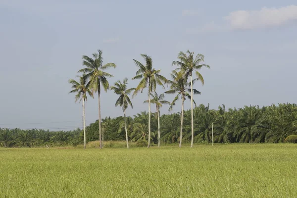 Καρύδες Στο Ορυζώνες Στο Sungai Mati Muar Johor — Φωτογραφία Αρχείου