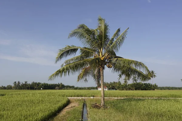 Sungai Mati Muar Johor稻田的椰子树 — 图库照片