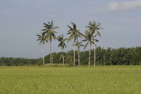 Kokospalmen Auf Dem Reisfeld Von Sungai Mati Muar Johor — Stockfoto