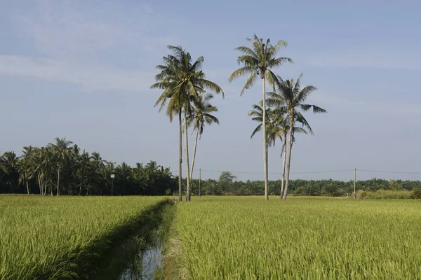 Kokosnötsträd Vid Paddyfältet Vid Sungai Mati Muar Johor — Stockfoto