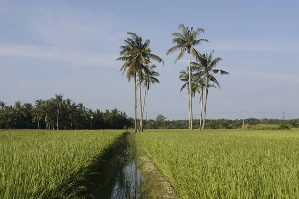 Kokosnötsträd Vid Paddyfältet Vid Sungai Mati Muar Johor — Stockfoto