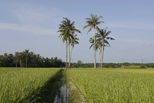 Kokospalmen Auf Dem Reisfeld Von Sungai Mati Muar Johor — Stockfoto