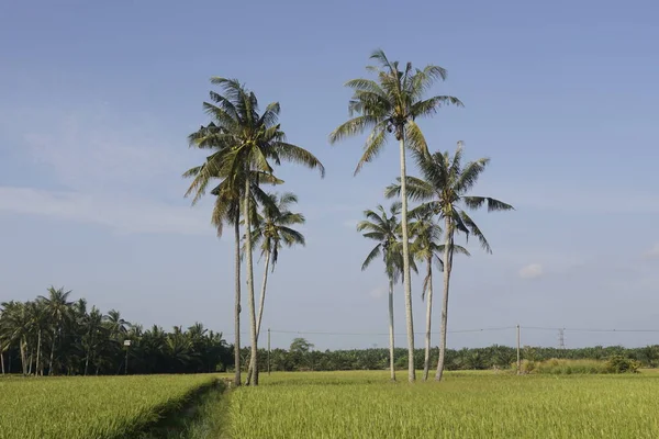 Sungai Mati Muar Johor稻田的椰子树 — 图库照片