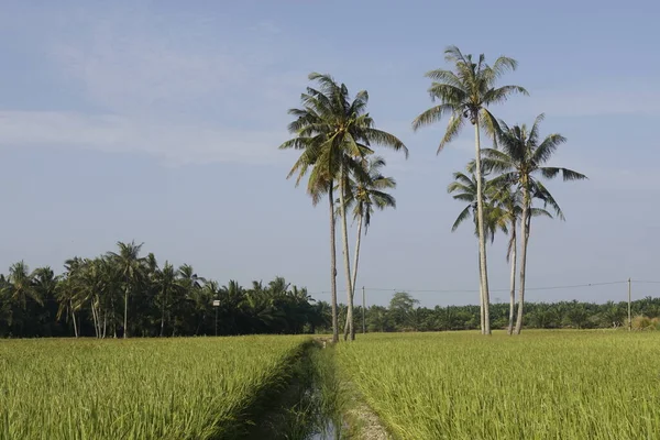 Kokospalmen Auf Dem Reisfeld Von Sungai Mati Muar Johor — Stockfoto
