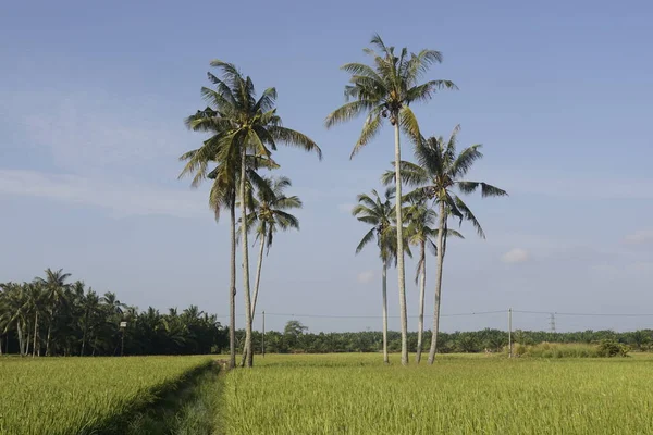 Kokosnötsträd Vid Paddyfältet Vid Sungai Mati Muar Johor — Stockfoto