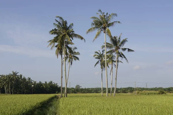 Sungai Mati Muar Johor Daki Çeltik Tarlasında Hindistan Cevizi Ağaçları — Stok fotoğraf