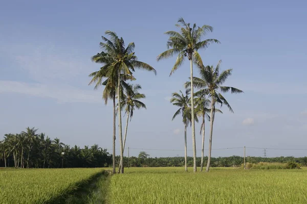 Coconut Trees Paddy Field Sungai Mati Muar Johor — Stock Photo, Image