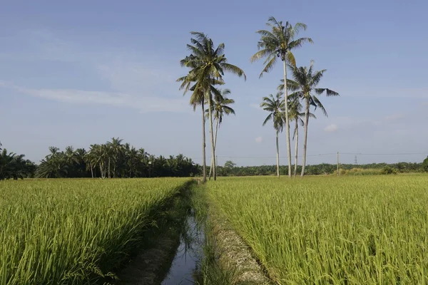 Sungai Mati Muar Johor稻田的椰子树 — 图库照片