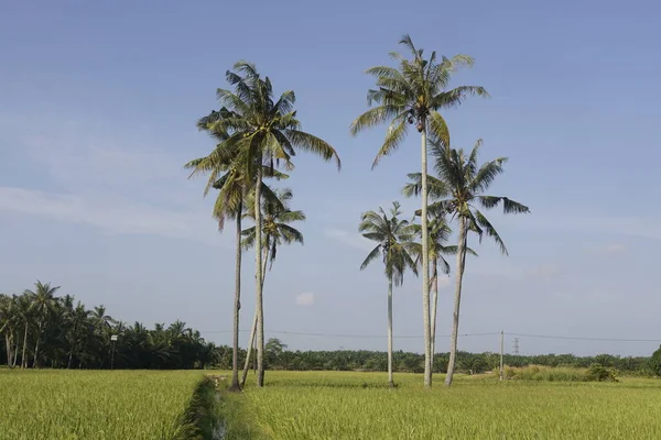 Kokosnötsträd Vid Paddyfältet Vid Sungai Mati Muar Johor — Stockfoto