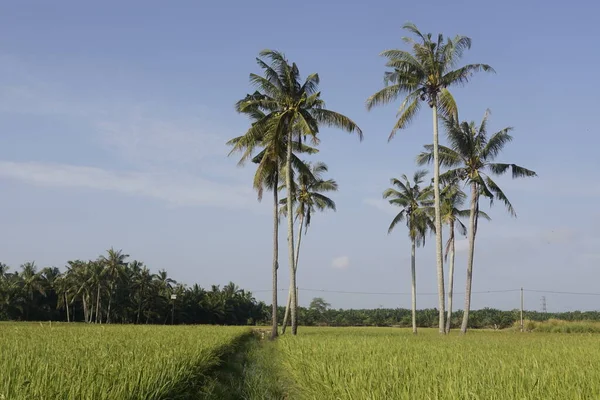 Kokosnötsträd Vid Paddyfältet Vid Sungai Mati Muar Johor — Stockfoto