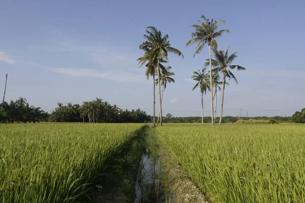 Sungai Mati Muar Johor稻田的椰子树 — 图库照片