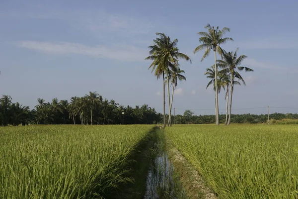 Kokosnötsträd Vid Paddyfältet Vid Sungai Mati Muar Johor — Stockfoto