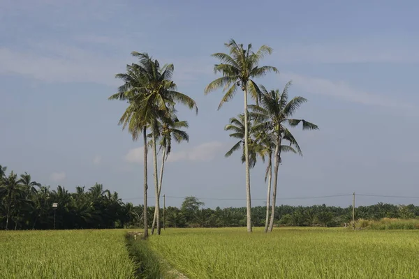 Sungai Mati Muar Johor Daki Çeltik Tarlasında Hindistan Cevizi Ağaçları — Stok fotoğraf