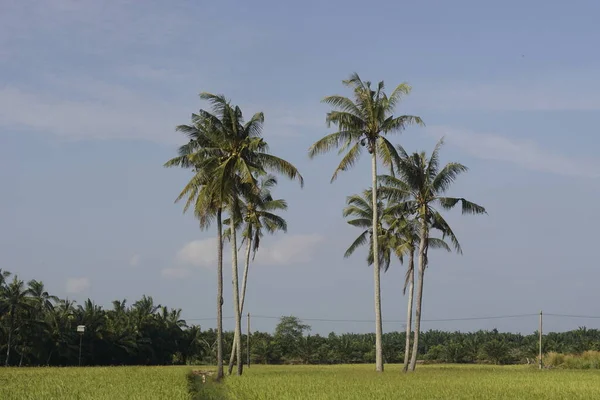 Kokosnötsträd Vid Paddyfältet Vid Sungai Mati Muar Johor — Stockfoto