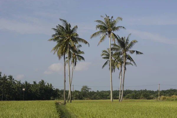 Kokospalmen Auf Dem Reisfeld Von Sungai Mati Muar Johor — Stockfoto