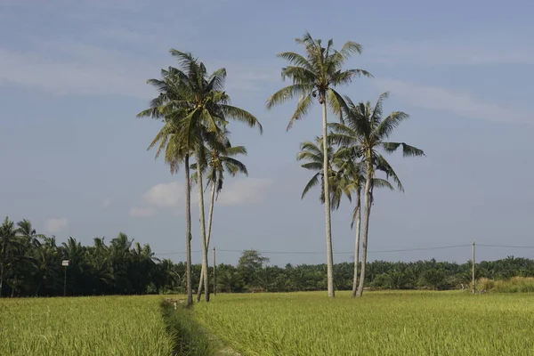 Kokosnötsträd Vid Paddyfältet Vid Sungai Mati Muar Johor — Stockfoto