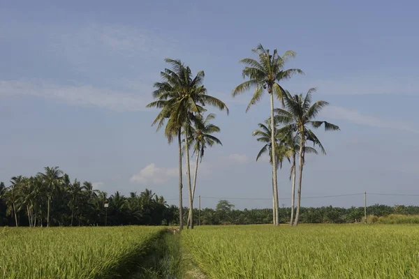 Kokosnötsträd Vid Paddyfältet Vid Sungai Mati Muar Johor — Stockfoto