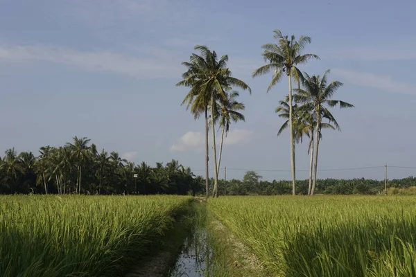 Kokosnötsträd Vid Paddyfältet Vid Sungai Mati Muar Johor — Stockfoto