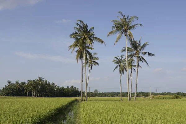 Kokospalmen Auf Dem Reisfeld Von Sungai Mati Muar Johor — Stockfoto